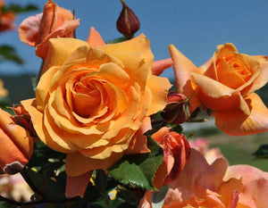 Tangerine Skies Arborose - Star Roses and Plants