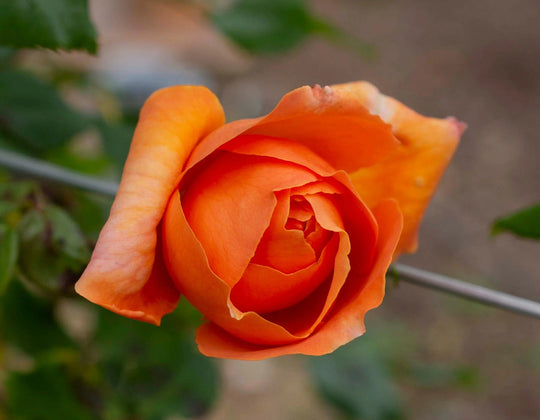 Tangerine Skies Arborose - Star Roses and Plants