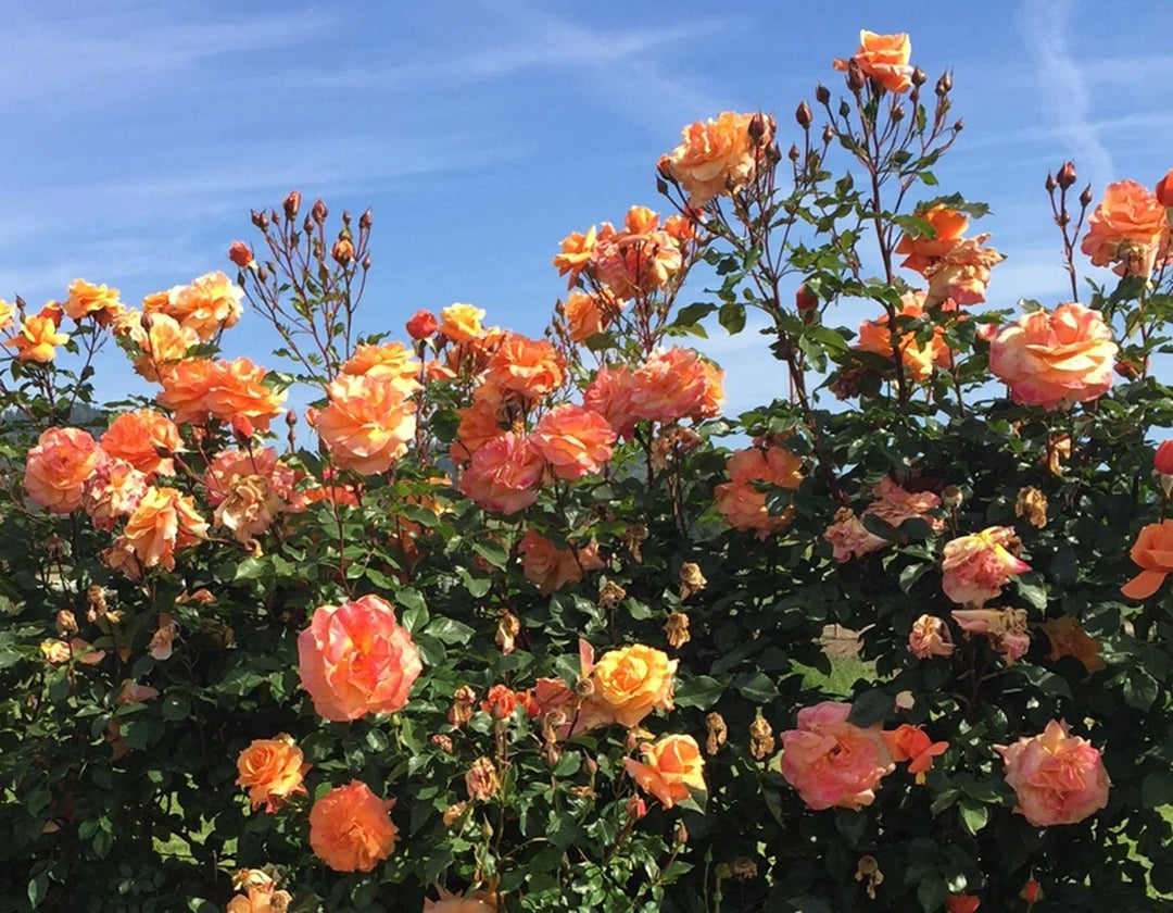 Tangerine Skies Arborose - Star Roses and Plants