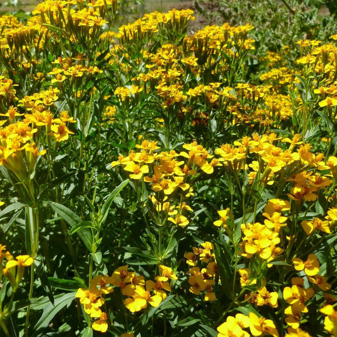 Tarragon Mexican - Salt Spring Seeds