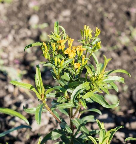 Tarragon Mexican - West Coast Seeds Ltd