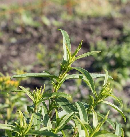 Tarragon Mexican - West Coast Seeds Ltd