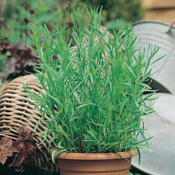 Tarragon Russian - Mr. Fothergill's Seeds