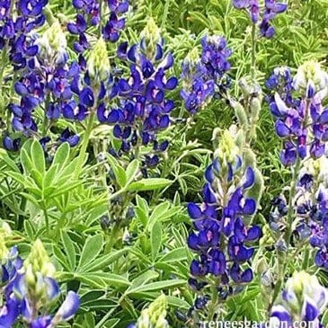 Texas Bluebonnets Bonus Pack - Renee's Garden Seeds