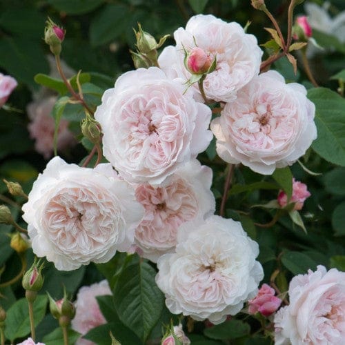 The Albrighton Rambler - David Austin Rose Grafted