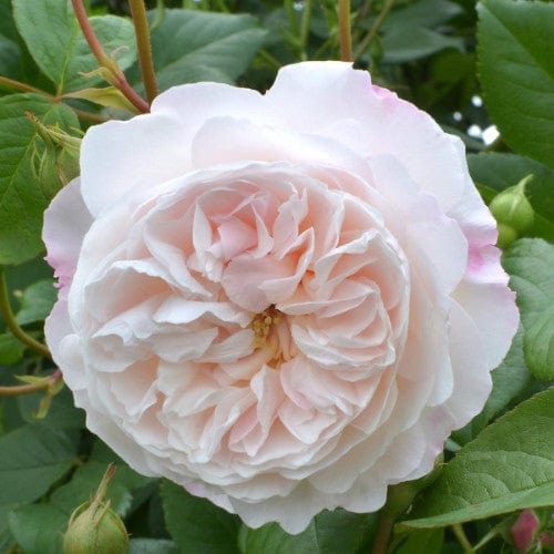 The Albrighton Rambler - David Austin Rose Grafted