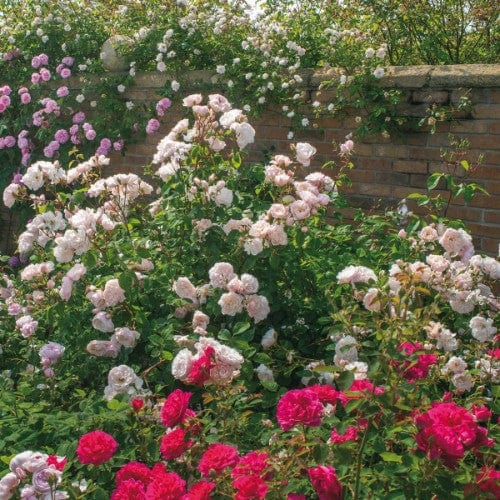 The Generous Gardener - David Austin Rose