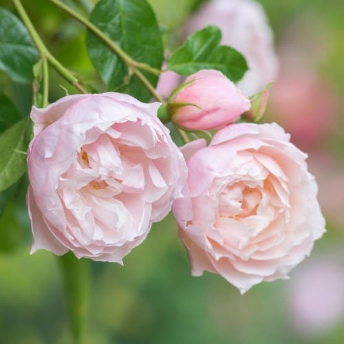 The Generous Gardener - David Austin Rose