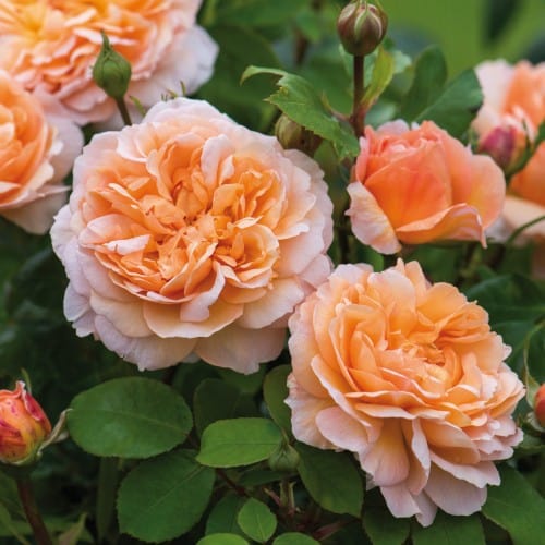 The Lady Gardener - David Austin Rose orange apricot