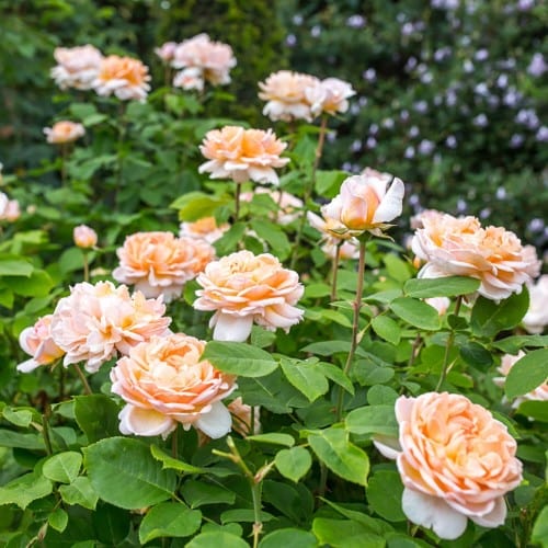 The Lady Gardener - David Austin Rose orange apricot