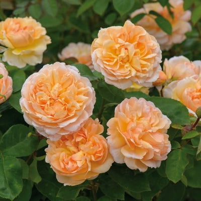 The Lady Gardener - David Austin Rose orange apricot