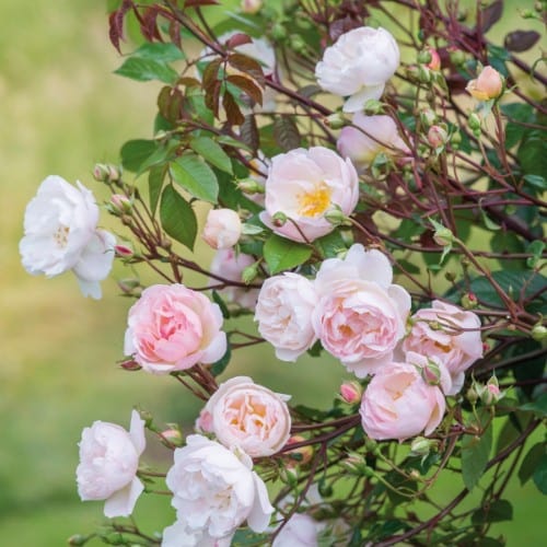 The Lady of the Lake - David Austin Rose Grafted