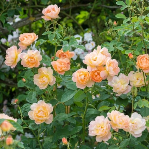 The Lark Ascending - David Austin Rose apricot orange