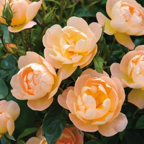 The Lark Ascending - David Austin Rose apricot orange