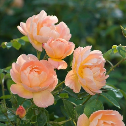 The Lark Ascending - David Austin Rose apricot orange