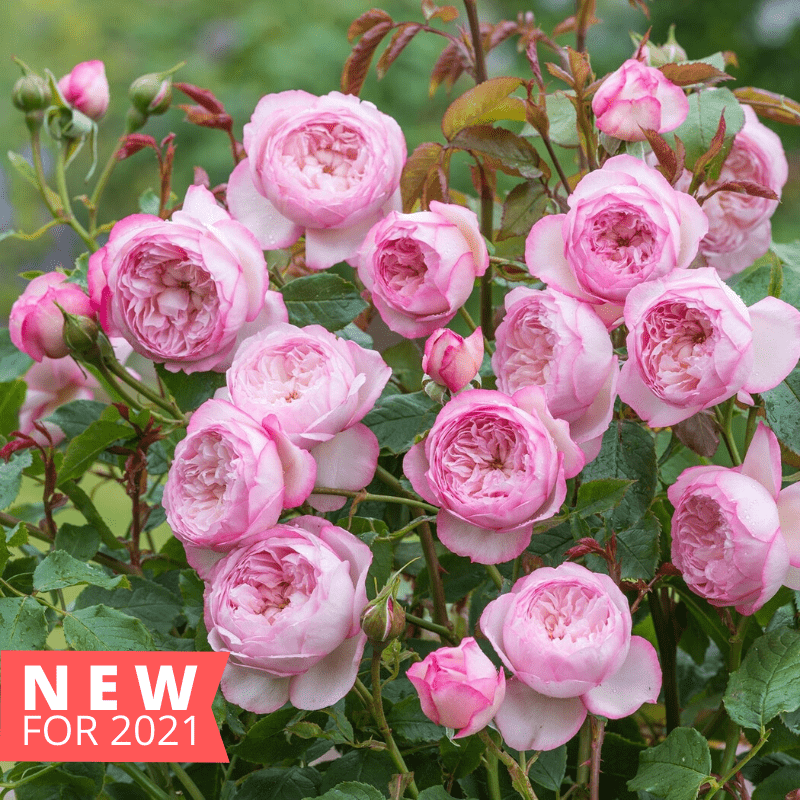 The Mill on the Floss - David Austin Rose Grafted