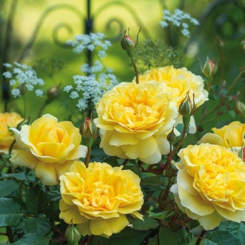 The Poet's Wife - David Austin Rose yellow