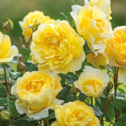 The Poet's Wife - David Austin Rose yellow