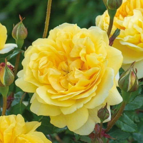 The Poet's Wife - David Austin Rose yellow