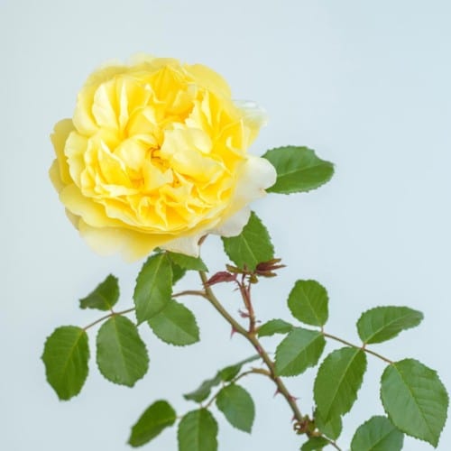 The Poet's Wife - David Austin Rose yellow