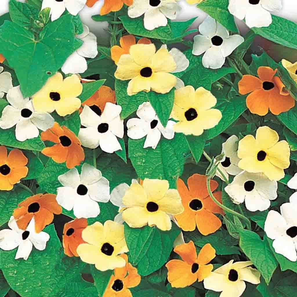 Thunbergia Vine Black Eyed Susan - McKenzie Seeds