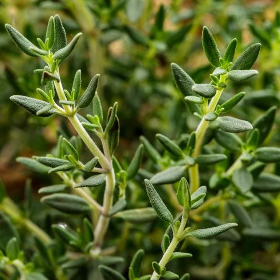 Thyme - Aimer's Organic Seeds