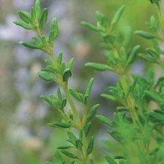 Thyme Common - Burpee Seeds