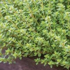 Thyme Common - Burpee Seeds