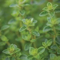 Thyme Common - Burpee Seeds