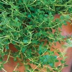 Thyme Common - Burpee Seeds