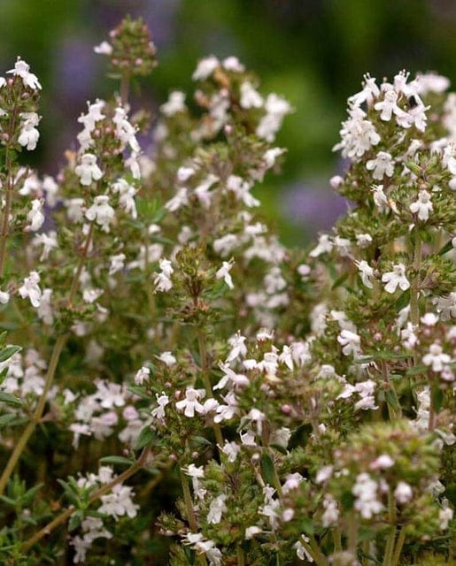 Thyme English - West Coast Seeds