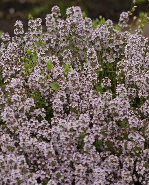 Thyme English - West Coast Seeds