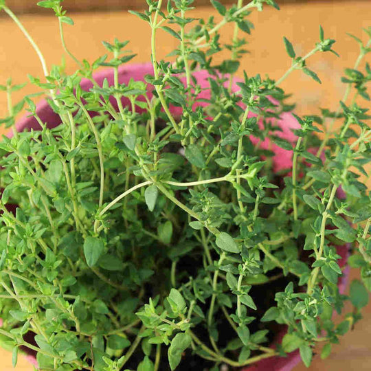 Thyme - McKenzie Seeds 