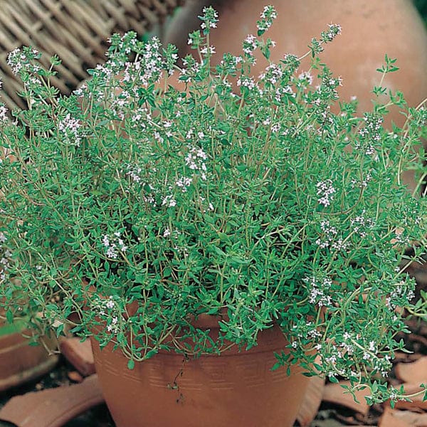 Thyme - Mr. Fothergill's Seeds