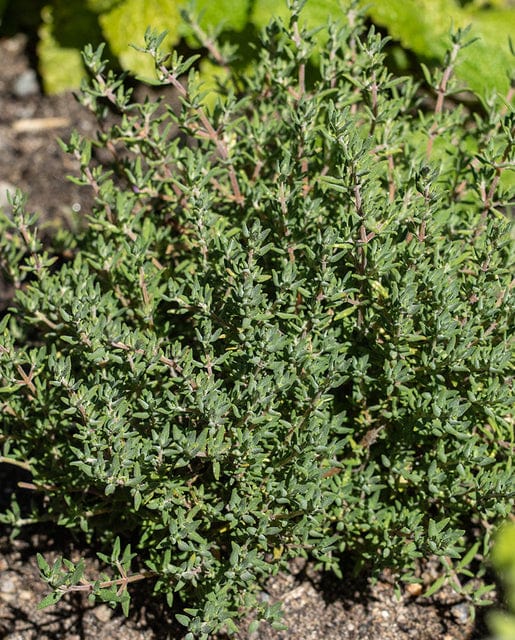 Thyme Orangelo - West Coast Seeds