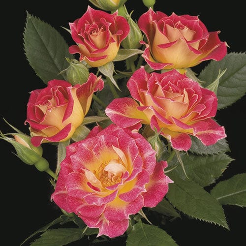 Wweks Roses Tiddly Winks | Miniature Rose | Weeks Rose – Wildwood Outdoor Living