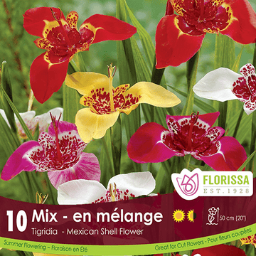 Tigridia - Mixed, 10 Pack