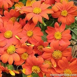 Tithonia Heirloom Torch - Renee's Garden Seeds