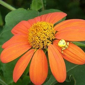 Tithonia Heirloom Torch - Renee's Garden Seeds