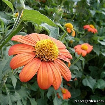 Tithonia Heirloom Torch - Renee's Garden Seeds