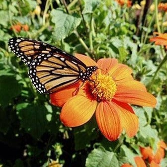 Tithonia Heirloom Torch - Renee's Garden Seeds