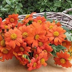 Tithonia Heirloom Torch - Renee's Garden Seeds