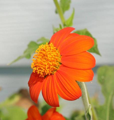 Tithonia Mexican Torch - West Coast Seeds