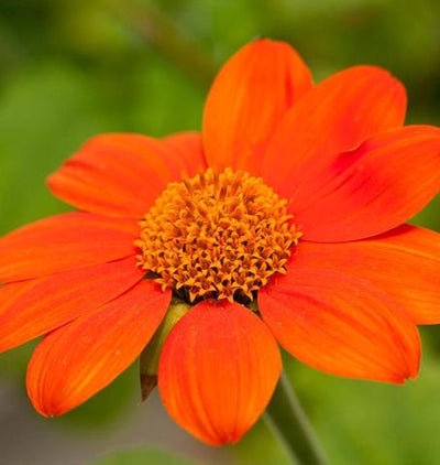 Tithonia Mexican Torch - West Coast Seeds