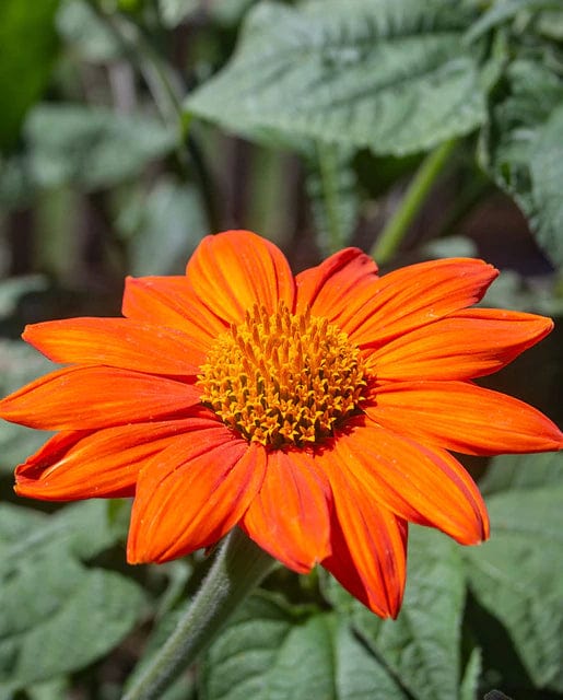 Tithonia Mexican Torch - West Coast Seeds