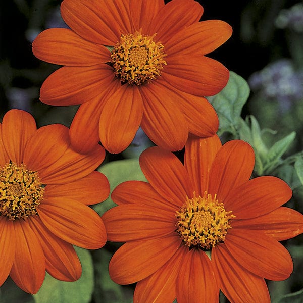 Tithonia Torchlight