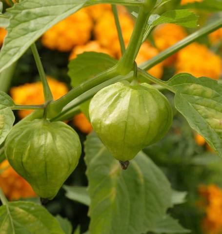 Tomatillo Toma Verde - West Coast Seeds