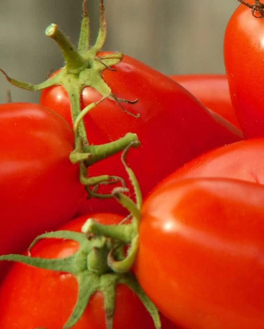 Tomato Amish Paste - West Coast Seeds