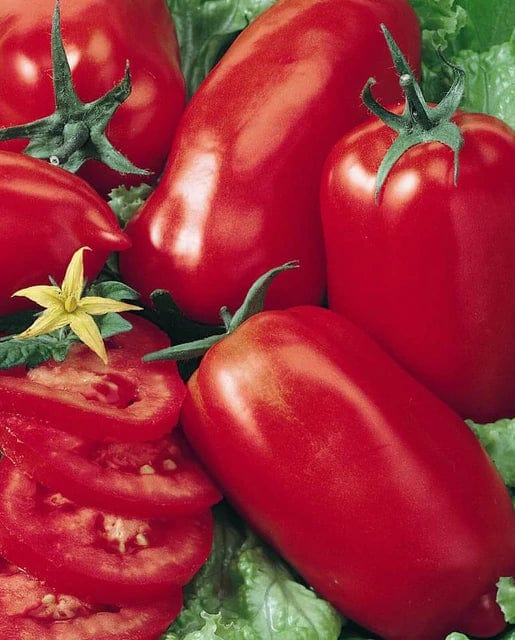 Tomato Amish Paste - West Coast Seeds