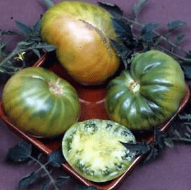 Tomato Aunt Ruby's German - Ontario Seed Company